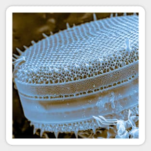 Diatom - Thalassiosira (SEM) Sticker